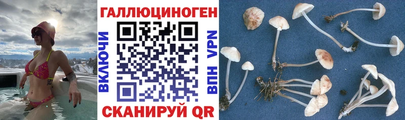 кракен как зайти  Снежногорск  Галлюциногенные грибы Cubensis 